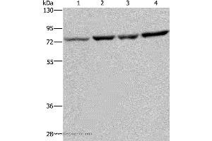 Western blot analysis of A549, PC3, Hela and LoVo cell, using PABPC1 Polyclonal Antibody at dilution of 1:500 (PABP 抗体)