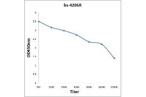 Antigen: 0. (VAV3 抗体  (AA 701-800))