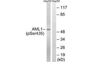 Western blot analysis of extracts from HepG2 cells treated with PMA 125ng/ml 30', using AML1 (Phospho-Ser435) Antibody. (RUNX1 抗体  (pSer435))