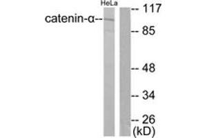 Western blot analysis of extracts from HeLa cells, using Catenin-alpha1 Antibody. (CTNNA1 抗体  (AA 857-906))