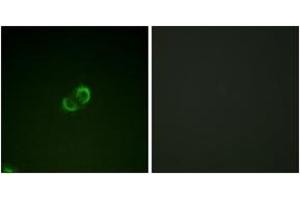 Immunofluorescence analysis of A549 cells, using CD50/ICAM-3 (Ab-518) Antibody. (ICAM-3/CD50 抗体  (AA 484-533))