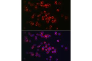 Immunofluorescence analysis of THP-1 cells using CD68 Rabbit pAb (ABIN7266212) at dilution of 1:150 (40x lens). (CD68 抗体  (AA 16-200))