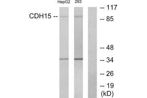 Western Blotting (WB) image for anti-M-Cadherin (CDH15) (N-Term) antibody (ABIN1850217) (CDH15 抗体  (N-Term))