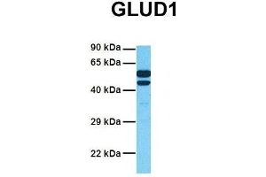 Host:  Rabbit  Target Name:  GLUD1  Sample Tissue:  Human Fetal Liver  Antibody Dilution:  1. (GLUD1 抗体  (N-Term))