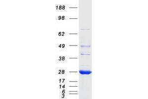 Validation with Western Blot (LYPLA2 Protein (Myc-DYKDDDDK Tag))