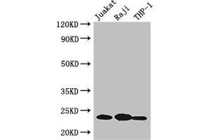 Western Blot Positive WB detected in: Jurkat whole cell lysate, Raji whole cell lysate, THP-1 whole cell lysate All lanes: ARHGDIB antibody at 3 μg/mL Secondary Goat polyclonal to rabbit IgG at 1/50000 dilution Predicted band size: 23 kDa Observed band size: 23 kDa (ARHGDIB 抗体  (AA 2-86))