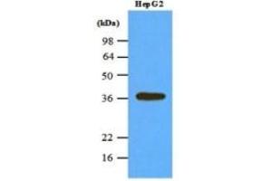 Western Blotting (WB) image for anti-Protein Phosphatase 1, Catalytic Subunit, alpha Isoform (PPP1CA) (AA 30-299) antibody (ABIN238369) (PPP1CA 抗体  (AA 30-299))