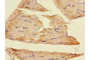 Immunohistochemistry of paraffin-embedded human skeletal muscle tissue using ABIN7153920 at dilution of 1:100 (SLC37A1 抗体  (AA 245-302))