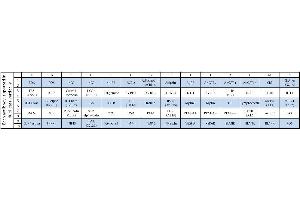 Image no. 1 for Human Obesity Array C1 (ABIN625508) (人 Obesity Array C1)