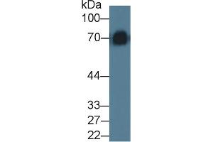 Western blot analysis of Mouse Serum, using Rat KNG1 Antibody (5 µg/ml) and HRP-conjugated Goat Anti-Rabbit antibody ( (KNG1 抗体  (AA 19-380))