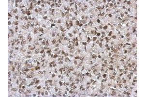 Image no. 1 for anti-Sin3A-Associated Protein, 130kDa (SAP130) (N-Term) antibody (ABIN1494118) (SAP130 抗体  (N-Term))