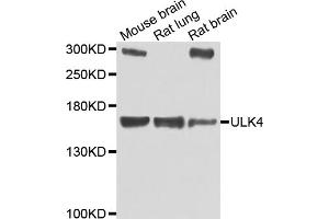 Western blot analysis of extracts of various cell lines, using ULK4 antibody. (ULK4 抗体)