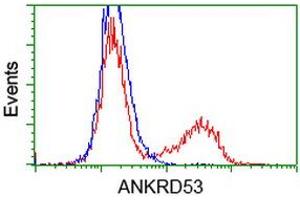 HEK293T cells transfected with either RC206701 overexpress plasmid (Red) or empty vector control plasmid (Blue) were immunostained by anti-ANKRD53 antibody (ABIN2454354), and then analyzed by flow cytometry. (ANKRD53 抗体  (AA 1-300))