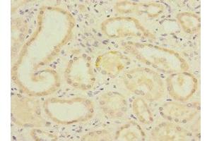 Immunohistochemistry of paraffin-embedded human kidney tissue using ABIN7163286 at dilution of 1:100 (PGAM2 抗体  (AA 1-253))
