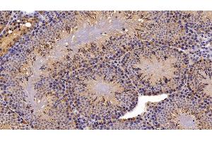 Detection of PLA2G2D in Mouse Testis Tissue using Polyclonal Antibody to Phospholipase A2, Group IID (PLA2G2D)