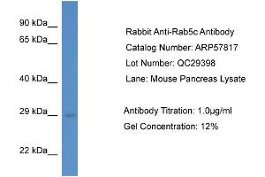 Western Blotting (WB) image for anti-RAB5C, Member RAS Oncogene Family (Rab5c) (C-Term) antibody (ABIN785950) (Rab5c 抗体  (C-Term))