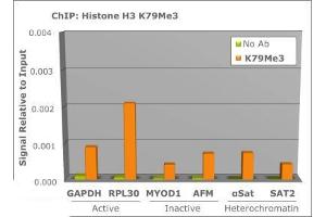 Chromatin Immunoprecipitation (ChIP) image for anti-Histone 3 (H3) (H3K79me3) antibody (ABIN5706779)