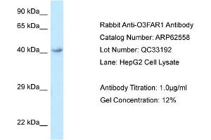 Western Blotting (WB) image for anti-omega-3 Fatty Acid Receptor 1 (O3FAR1) (C-Term) antibody (ABIN2789179) (O3FAR1 抗体  (C-Term))