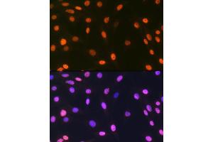 Immunofluorescence analysis of C6 cells using macroH2A. (H2AFY 抗体)