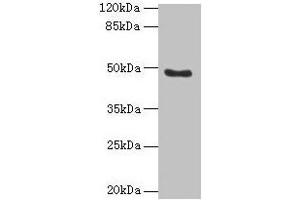 Western blot All lanes: RBBP7 antibody at 10 μg/mL + 293T whole cell lysate Secondary Goat polyclonal to rabbit IgG at 1/10000 dilution Predicted band size: 48, 53 kDa Observed band size: 48 kDa (RBBP7 抗体  (AA 1-425))