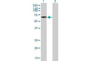 Western Blot analysis of DYRK4 expression in transfected 293T cell line by DYRK4 MaxPab polyclonal antibody. (DYRK4 抗体  (AA 1-520))
