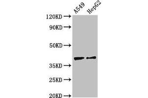 Western Blot Positive WB detected in: A549 whole cell lysate, HepG2 whole cell lysate All lanes: CCR10 antibody at 2. (CCR1 抗体  (AA 314-362))