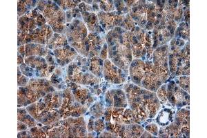 Immunohistochemical staining of paraffin-embedded liver tissue using anti-RC201933 mouse monoclonal antibody. (PIM2 抗体)