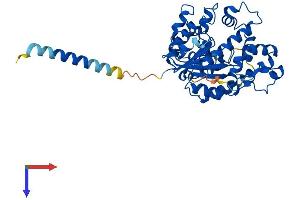 CHST4 Protein (AA 1-386) (His tag)
