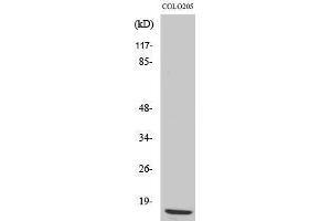 Western Blotting (WB) image for anti-Ribosomal Protein L36 (RPL36) (Internal Region) antibody (ABIN3186781) (RPL36 抗体  (Internal Region))