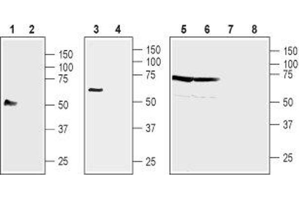 NIPAL4 抗体  (2nd Extracellular Loop)