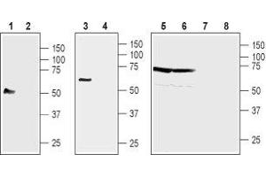 Western blot analysis of human acute monocytic leukemia cell line THP-1 (lanes 1 and 2), mouse B cell lymphoma cell line WEHI-231 (lanes 3 and 4), rat brain membranes (lanes 5 and 7) and mouse brain membranes (lanes 6 and 8): - 1,3,5,7.