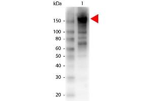 Western Blotting (WB) image for anti-alpha-2-Macroglobulin (A2M) antibody (Biotin) (ABIN1607633) (alpha 2 Macroglobulin 抗体  (Biotin))