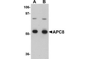 Western blot analysis of APC8 in K562 cell lysate with APC8 antibody at (A) 1 and (B) 2 μg/ml.