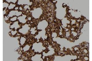 ABIN6254881 and ABIN6268788 at 1/100 staining Mouse lung tissue by IHC-P. (Caspase 9 抗体  (Cleaved-Asp353))