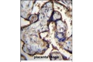 ITGA5 Antibody (Center) (ABIN656138 and ABIN2845477) immunohistochemistry analysis in formalin fixed and paraffin embedded human placenta tissue followed by peroxidase conjugation of the secondary antibody and DAB staining. (ITGA5 抗体  (AA 575-602))