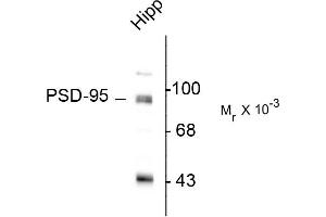 Western blots of rat hippocampal (Hipp) lysate showing specific immunolabeling of the ~95k PSD-95 protein. (DLG4 抗体  (N-Term))
