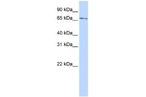 WB Suggested Anti-KLHL26 Antibody Titration:  0. (KLHL26 抗体  (N-Term))