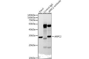 Immunoprecipitation (IP) image for anti-Actin Related Protein 2/3 Complex, Subunit 2, 34kDa (ARPC2) antibody (ABIN7265385)