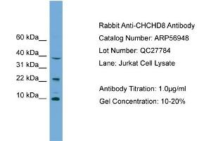 WB Suggested Anti-CHCHD8  Antibody Titration: 0. (COA4 抗体  (Middle Region))