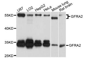 Western blot analysis of extracts of various cell lines, using GFRA2 antibody. (GFRA2 抗体  (AA 360-464))