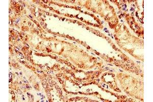 Immunohistochemistry of paraffin-embedded human kidney tissue using ABIN7164313 at dilution of 1:100 (Neuregulin 4 抗体  (AA 1-62))