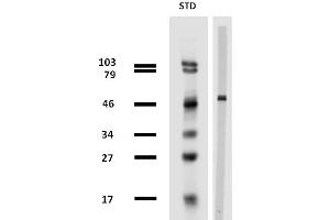 Western blotting analysis of porcine brain lysate using anti-beta tubulin (TU-13) purified. (TUBB 抗体)