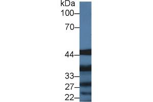 Western blot analysis of Pig Liver lysate, using Human IL13Ra1 Antibody (2 µg/ml) and HRP-conjugated Goat Anti-Rabbit antibody ( (IL13 Receptor alpha 1 抗体  (AA 203-376))