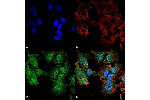 Immunocytochemistry/Immunofluorescence analysis using Rabbit Anti-ULK2 Polyclonal Antibody . (ULK2 抗体  (AA 558-569) (Atto 488))