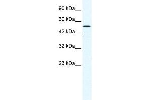 WB Suggested Anti-SUV39H1 Antibody Titration:  1. (SUV39H1 抗体  (C-Term))
