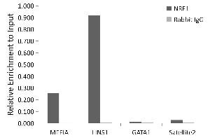 Chromatin immunoprecipitation analysis of extracts of HepG2 cells, using NRF1 antibody (ABIN6128358, ABIN6144851, ABIN6144853 and ABIN6221193) and rabbit IgG. (NRF1 抗体  (AA 240-449))