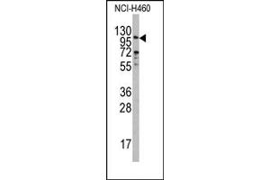 Image no. 1 for anti-Exonuclease 1 (EXO1) (N-Term) antibody (ABIN358056) (Exonuclease 1 抗体  (N-Term))