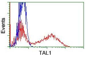 HEK293T cells transfected with either RC222628 overexpress plasmid (Red) or empty vector control plasmid (Blue) were immunostained by anti-TAL1 antibody (ABIN2455270), and then analyzed by flow cytometry. (TAL1 抗体)