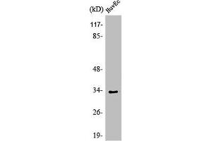 Western Blot analysis of HeLa cells using Olfactory receptor 1L6 Polyclonal Antibody (OR1L6 抗体  (Internal Region))