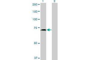 Western Blot analysis of PVRL2 expression in transfected 293T cell line by PVRL2 MaxPab polyclonal antibody. (PVRL2 抗体  (AA 1-479))